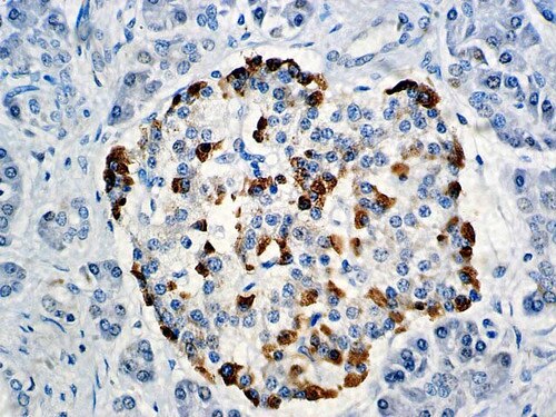 IHC of Glucagon on a FFPE Pancreas Tissue